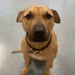 Biscuit, a small dog. Image from Beechmont Pet Hospital's old website.