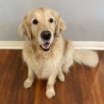 Bob, a golden retriever. Image from Beechmont Pet Hospital's old website.