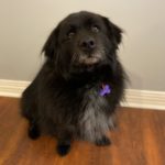 Sasha, a dog with black fur. Image from Beechmont Pet Hospital's old website.