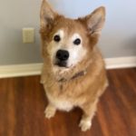 Si, a dog with short golden fur. Image from Beechmont Pet Hospital's old website.