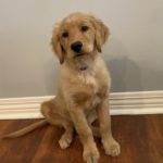 Ty, a gollden retriever puppy. Image from Beechmont Pet Hospital's old website.
