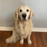 Watson, our golden retriever hospital manager. Image from Beechmont Pet Hospital's old website.
