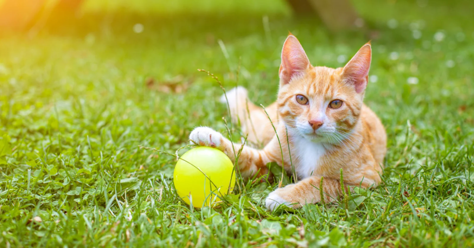 A cat laying in the grass with a tennis ball. Image from Beechmont Pet Hospital's new website.