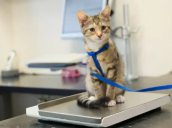 A cat on a weight scale with a blue leash. Image from Beechmont Pet Hospital's new website.