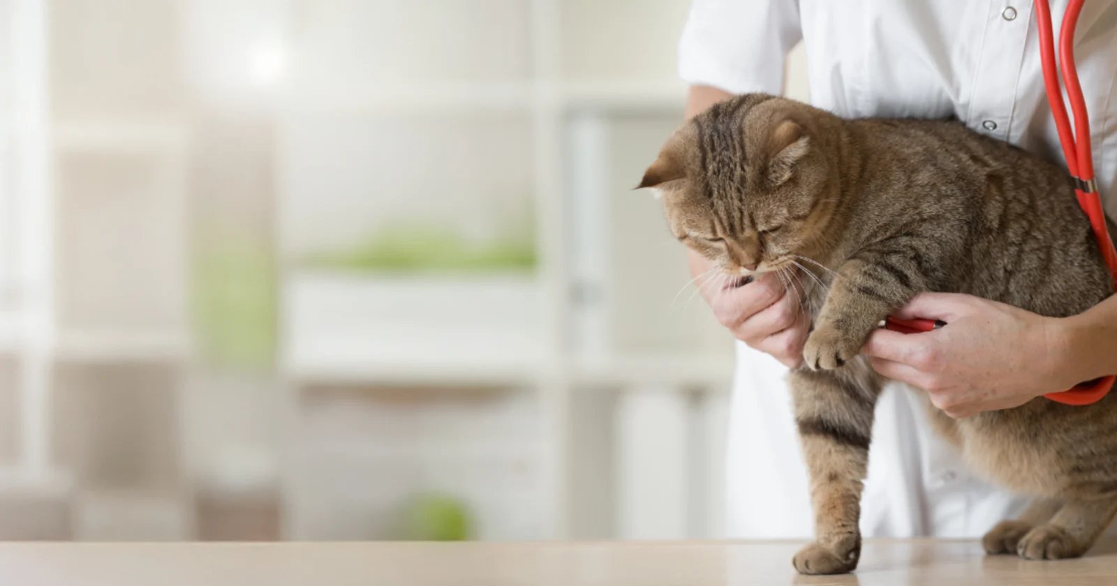 A cat being held by a doctor. Image from Beechmont Pet Hospital's new website.