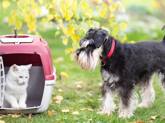 A cat and dog outside in the grass, with the cat inside a crate. Image from Beechmont Pet Hospital's new website.