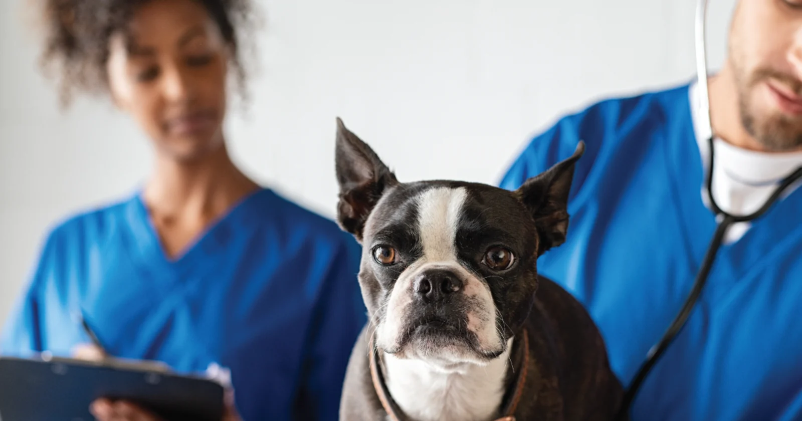 A dog with two people in the background, one with a stethoscope and another with a clipboard. Image from Beechmont Pet Hospital's new website.