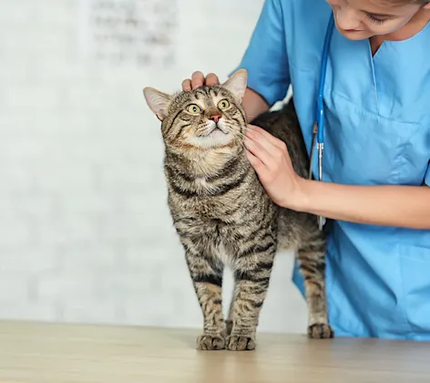 A cat on an exam table. Image from Beechmont Pet Hospital's new website.