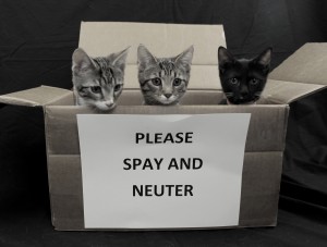 A cardboard box with three kittens, with a paper reading PLEASE SPAY AND NEUTER on the front. From Beechmont Pet Hospital's old website.