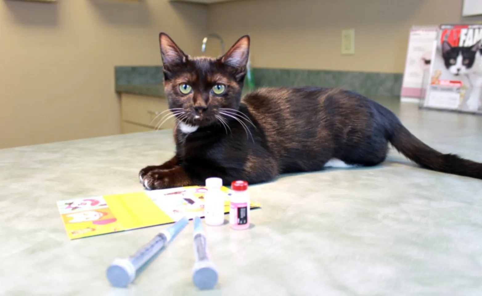 A cat on a table with vaccines. Image from Beechmont Pet Hospital's new website.