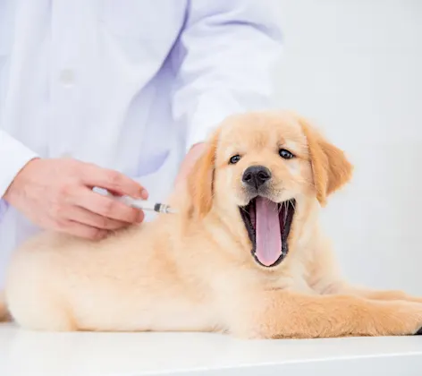 A puppy receiving a vaccine. Image from Beechmont Pet Hospital's new website.
